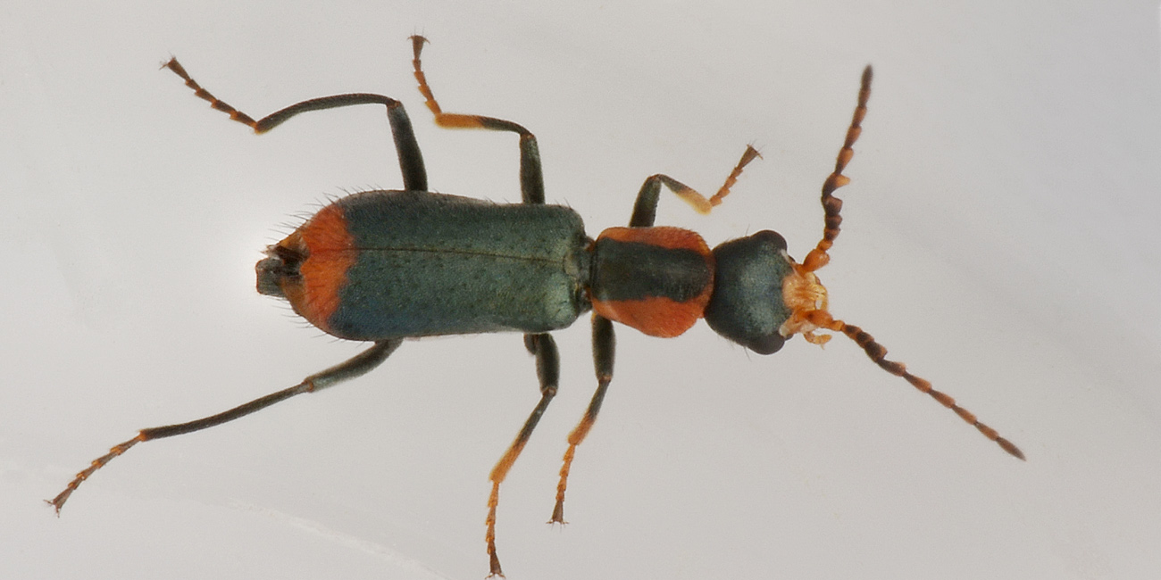 Malachiidae: Cyrtosus ovalis?  Sì, maschio